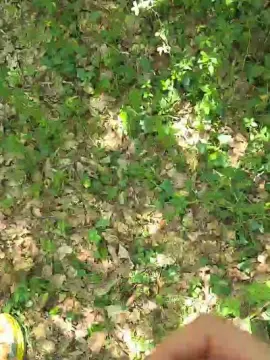 Cam4 Live Sex of nipro838