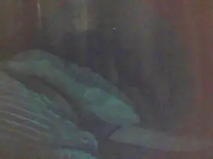 Cam4 Free Porn Cam of cutie_pie_hot