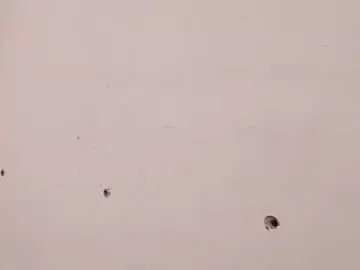 Chaturbate Nude Webcam of theyllorwillians