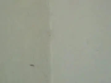 Chaturbate Watch Live Sex Cams of birbikrom104