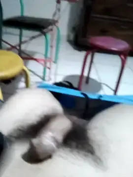 Stripchat Best live sex cam show of userbrasil12345